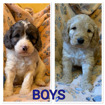 READY NOW Beautiful Litter of Cockapoo Puppies