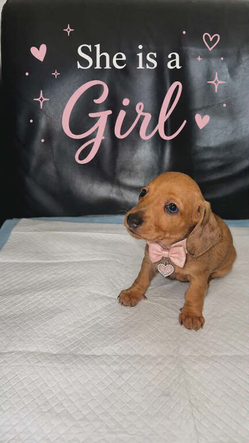 Beautiful dachshund, Puppis