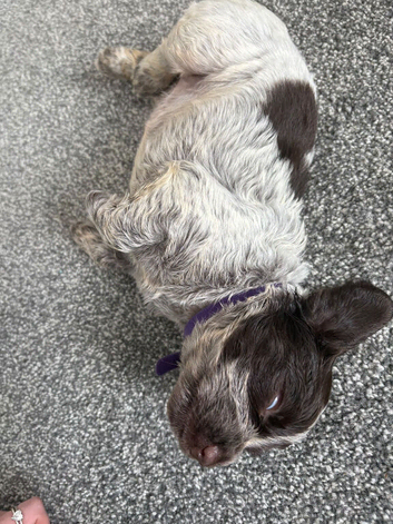 Working x show cocker spaniel puppies