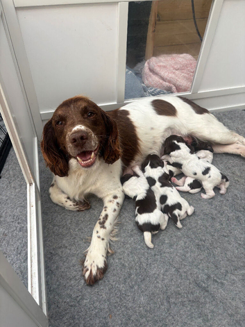 KC Reg Male Springer Spaniel