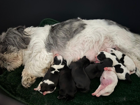 Shih Tzu puppies