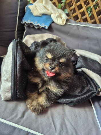 Male Kc Registered Pomeranian