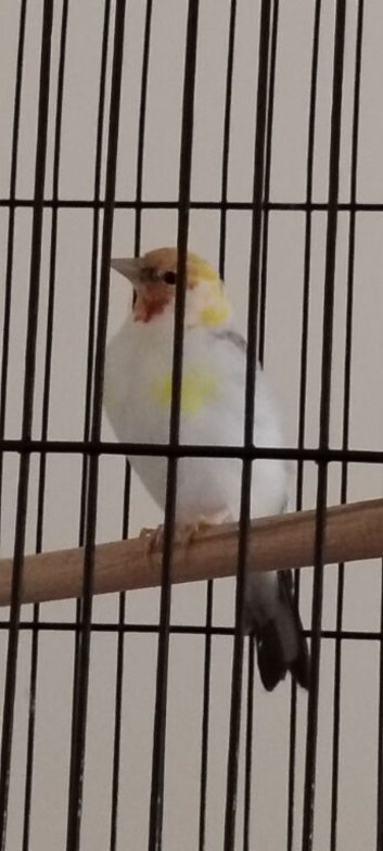 Syberian goldfinch
