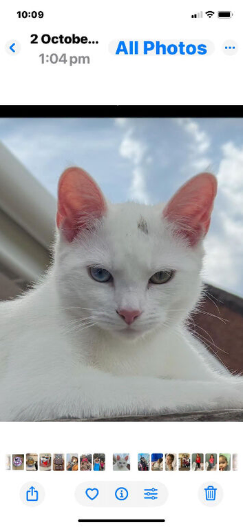 Female cat