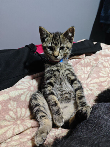 male tabby 12 weeks old