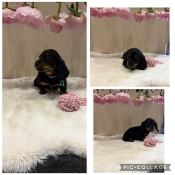 Tiny longhaired dachshunds ready now !!