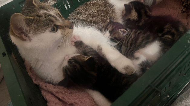 Need home ASAP Healthy Tabby & White Kittens With Rescue Mum