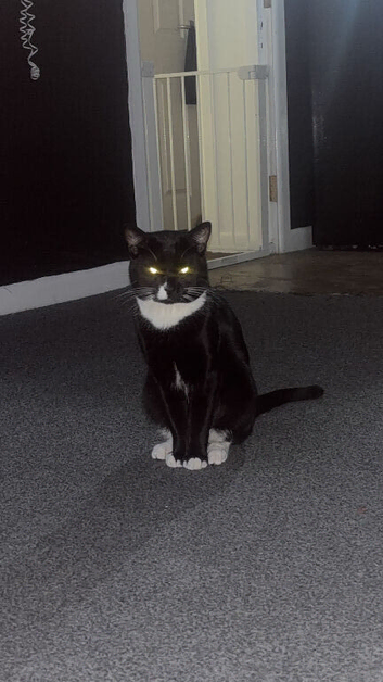1 year old male for rehoming