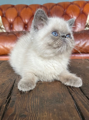 Colourpoint Exotic Shorthair Kittens