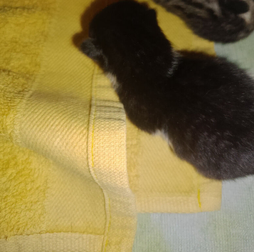 Kitten