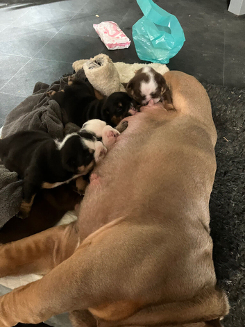 KC registered British bulldog