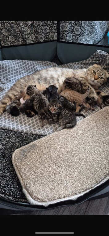 Scottish fold mix kittens