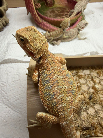Beautiful bearded dragons babies