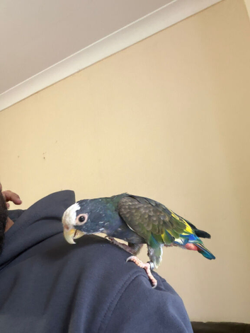 Hand Tammed White Capped Pionus With Lutino Genes Showing On Wings
