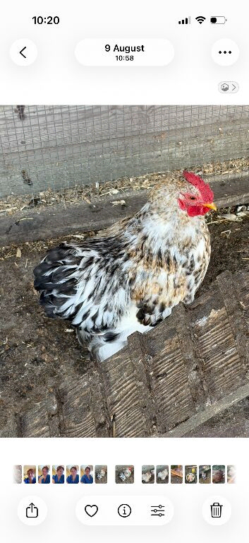Handsome Cockerel FREE to good home