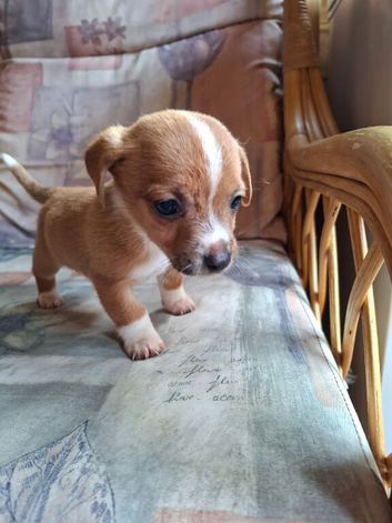 Gorgeous jack x chihuahua