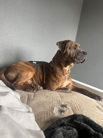 He is a cane corso x rockwiller