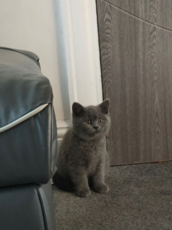 British shorthair cat