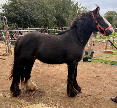 2yr heavy cob gelding