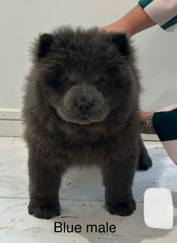 Chow Chow Puppies Black&Red