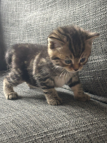 Two tabby female kittens