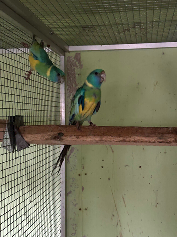 Ring neck Cloncurry parrakeets