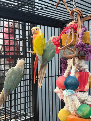 Hand Reared Various Baby Conures