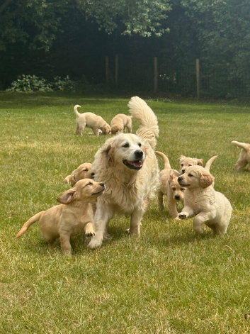 Purebred Golden Retriever Puppies - KC Registered