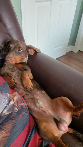 1 yr miniature Dashund