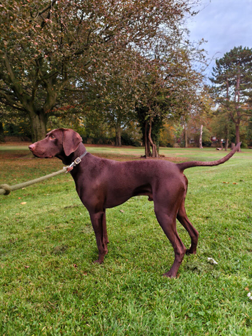 GSP / Weimaraner 1 year old