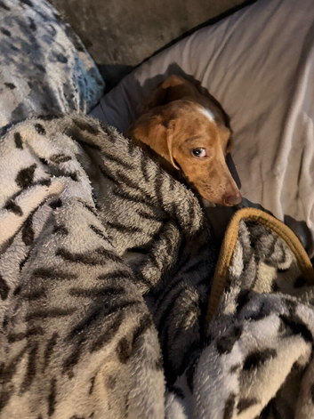 Dauchshund x Chihuahua