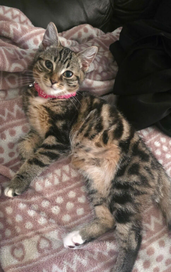 Beautiful 6 month old tabby girl