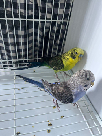 3x black winged budgies