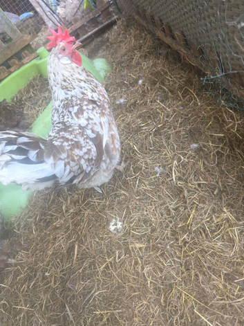 Hens