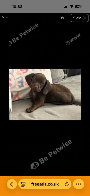 Female Labrador x springer spaniel puppy