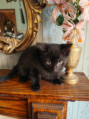 Kittens are looking for a new home