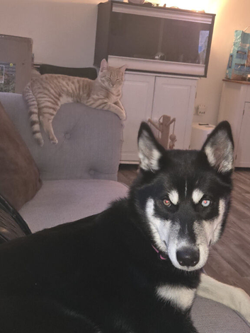 6 month old female huskey