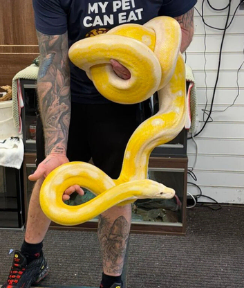 Male albino motley tiger