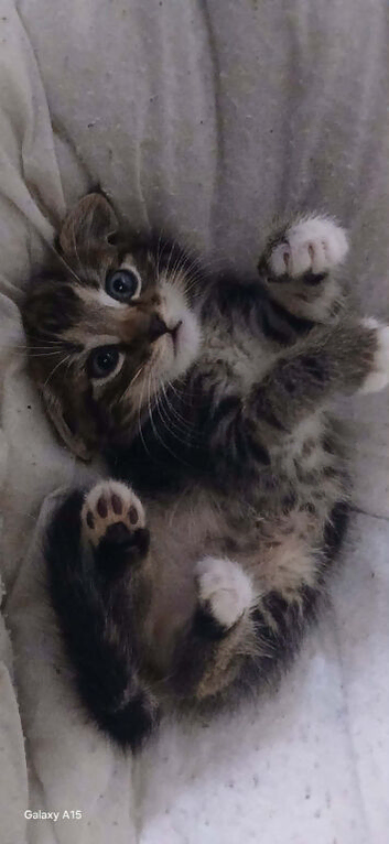 Beautiful Bengal cross  kitten for new home