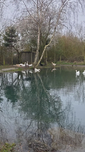 Geese for sale