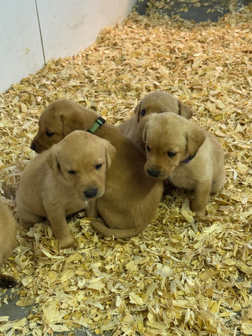 Beautifully bred Labrador puppies