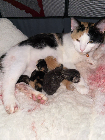 For sale gorgeous kittens ready 18th November