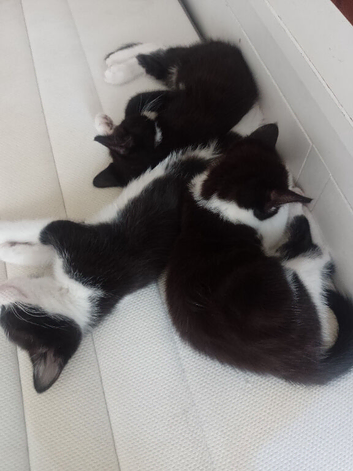 Kittens need a forever home