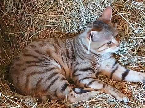 2 lovely stripped boy kitten and gold marble Ready now