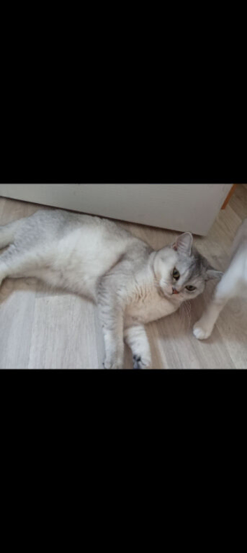 Silver Chinchilla GCCF Female British Shorthair