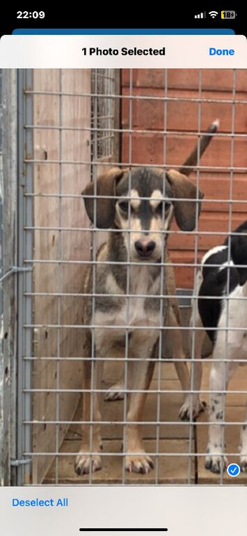 Beagle dog for sale