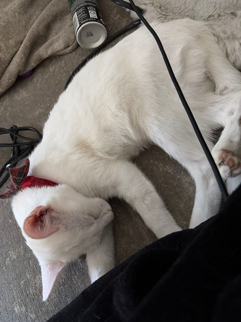 Female Turkish Angora Kitten