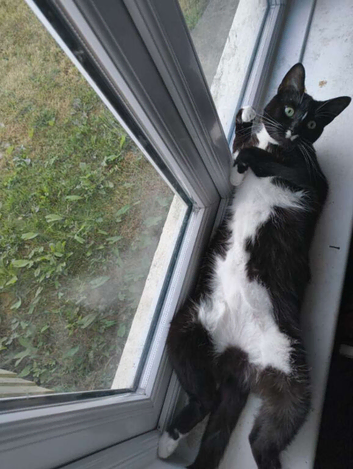 Tuxedo girl 4 year old
