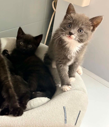 Two beautiful kittens for sale