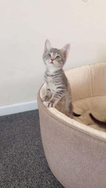 American Shorthair kittens